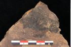 Foto (Detailsansicht) von Quercus palaeoilex Ettingshausen (NHMW-GEO-2024-0188-0783)